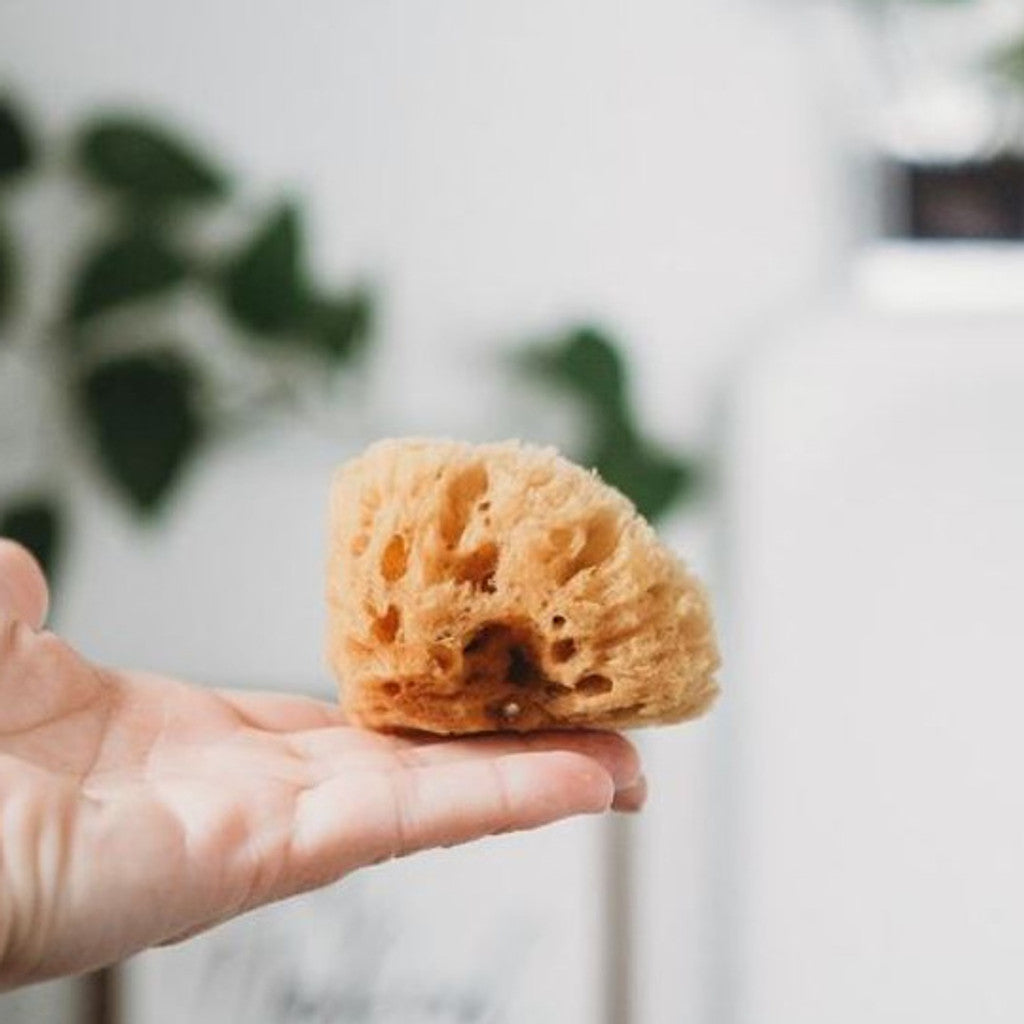 Scrub-a-dub-dub, natural sea sponge in the tub