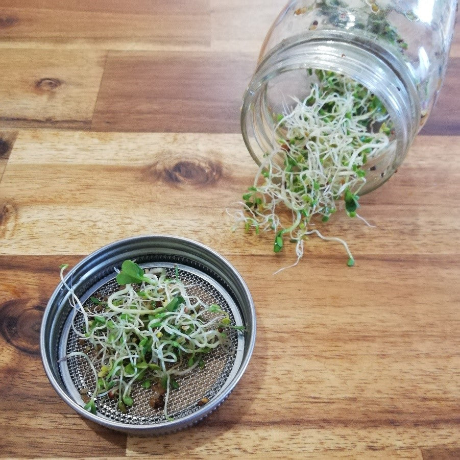 Sprout Life Sprouting Plastic-Free Change - Reusable Lid to Grow Your Own Sprouts ...