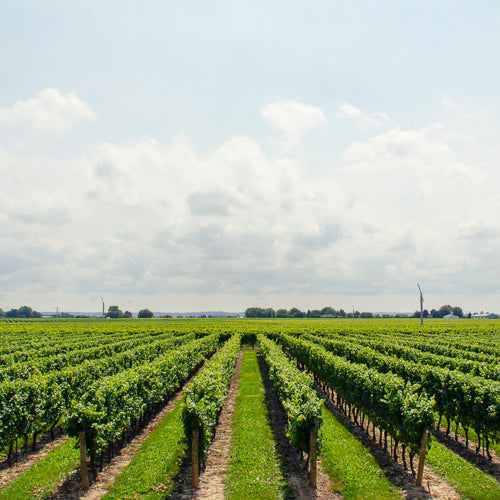 Become an Environmental Leader: Switch Wine Bottles from Glass to Plastic?