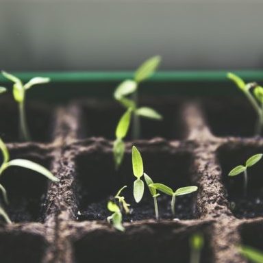 Gardening Without Plastic