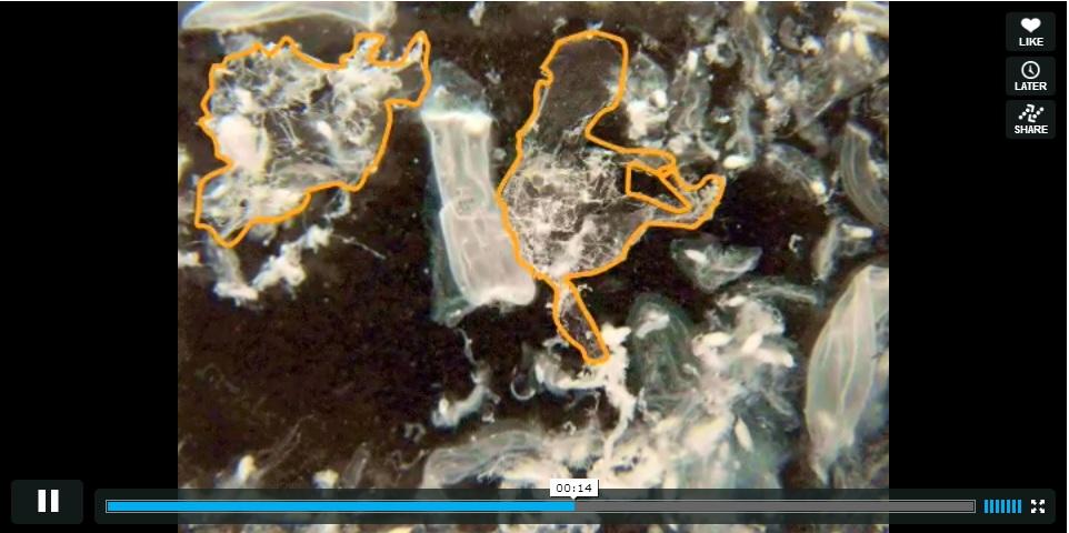 youtube video preview