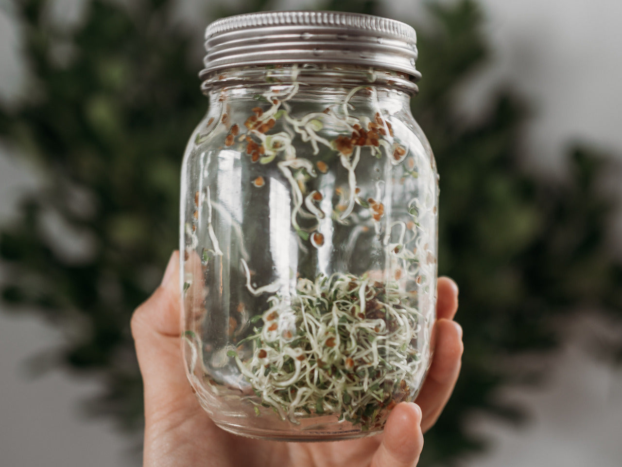 Stainless Steel Sprouting Lid and Ring for Regular Mouth Mason Jars - Bundle of 2